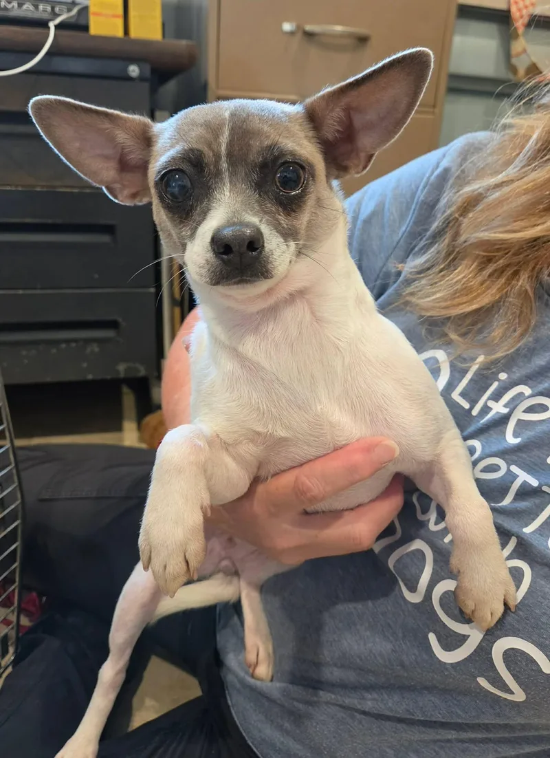 An adult small-sized female White / Cream Chihuahua dog named Tilly for adoption in Sparta, WI