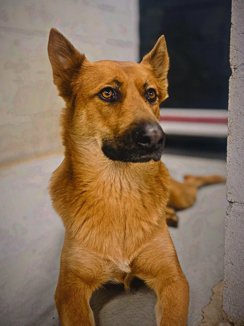 A young medium-sized female Red / Chestnut / Orange German Shepherd Dog dog named Bibee for adoption in Roswell, GA
