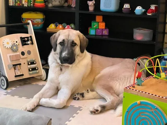 A young large-sized male Anatolian Shepherd dog named Ryder for adoption in Nashville, TN