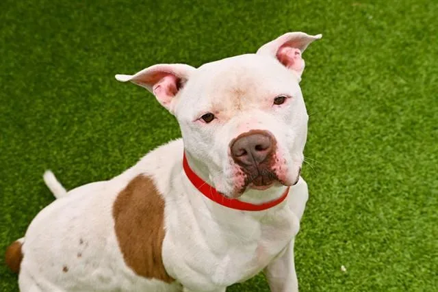 An adult medium-sized female American Staffordshire Terrier dog named Moodeng for adoption in Fort Lauderdale, FL