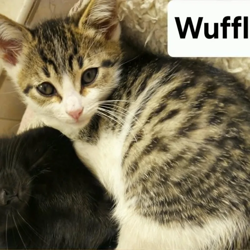 A baby small-sized female Brown / Chocolate Domestic Short Hair cat named Wuffles for adoption in West Olive, MI