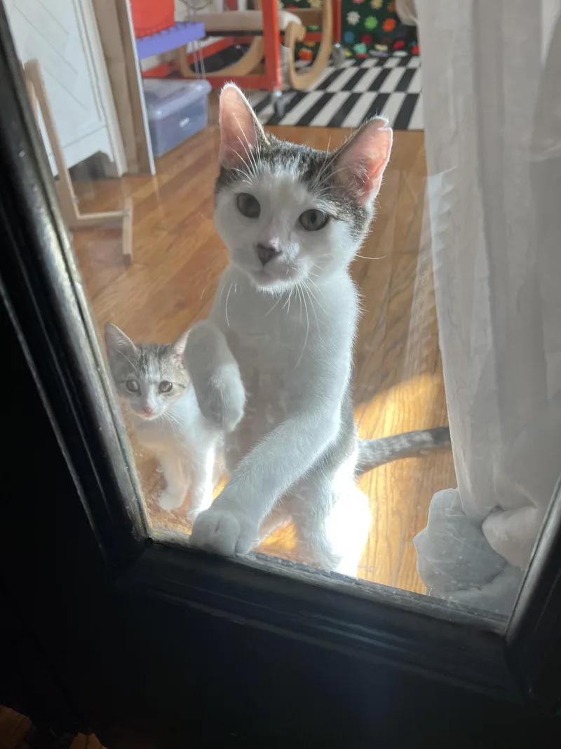 Meowgritte thumbnail 2