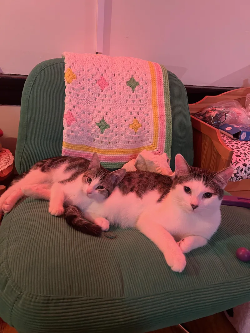 Meowgritte thumbnail 3