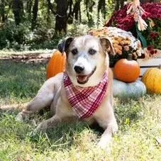 A senior large-sized female Catahoula Leopard Dog dog named Athena for adoption in Springfield, MO