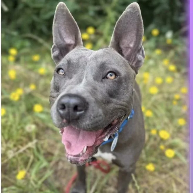 An adult medium-sized female Gray / Blue / Silver Pit Bull Terrier dog named Jackie for adoption in Santa Rosa, CA
