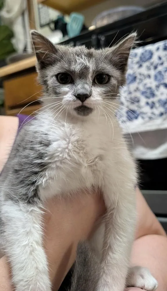 A baby small-sized female Gray & White Domestic Long Hair cat named Ivy Grifols for adoption in Poplar Grove, IL