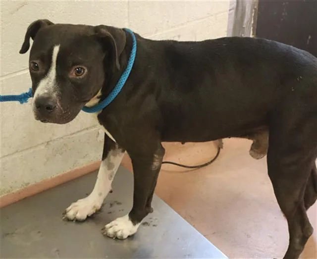 An adult medium-sized male Mixed Breed dog named Manning for adoption in Columbia, SC