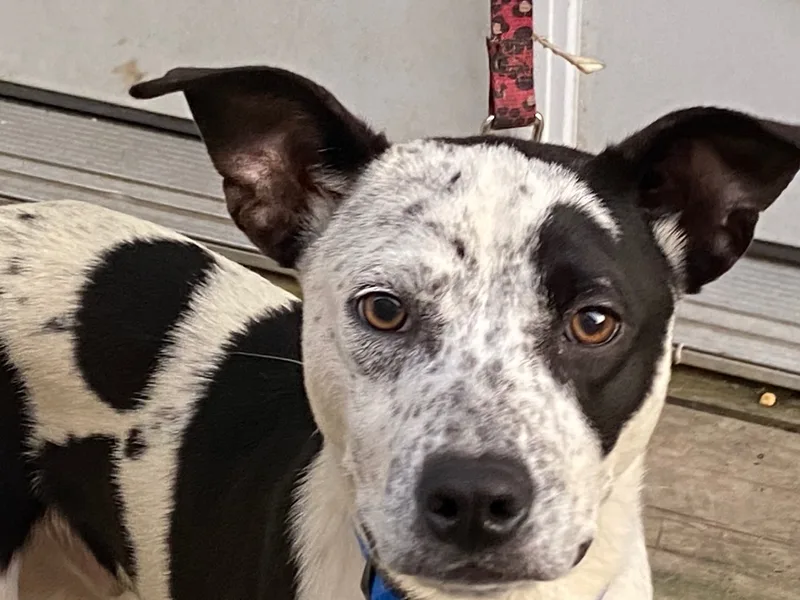 Jimmyjohn thumbnail 3