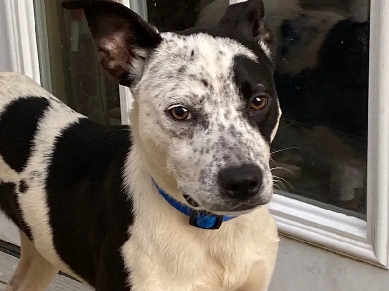 Jimmyjohn thumbnail 4