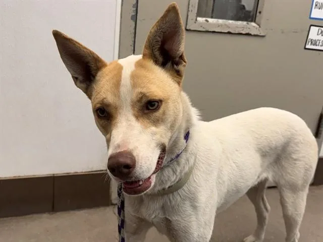 A young small-sized female Australian Cattle Dog / Blue Heeler dog named Loquita for adoption in Tucson, AZ