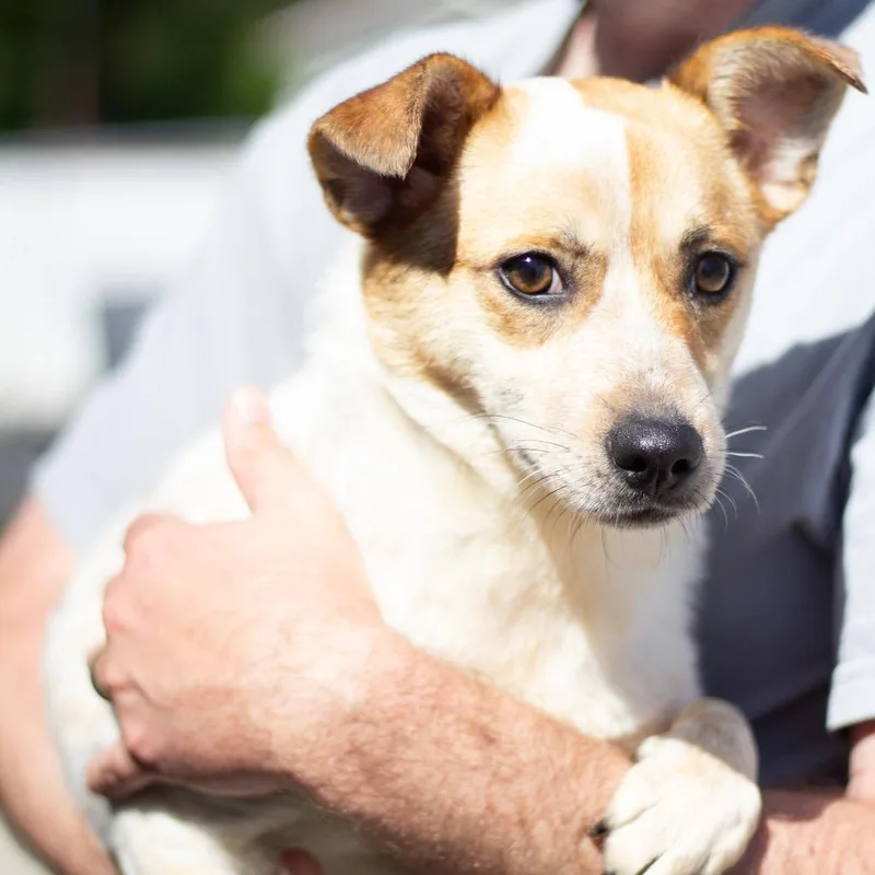 An adult medium-sized female Mixed Breed dog named Junebug for adoption in Cumming, GA