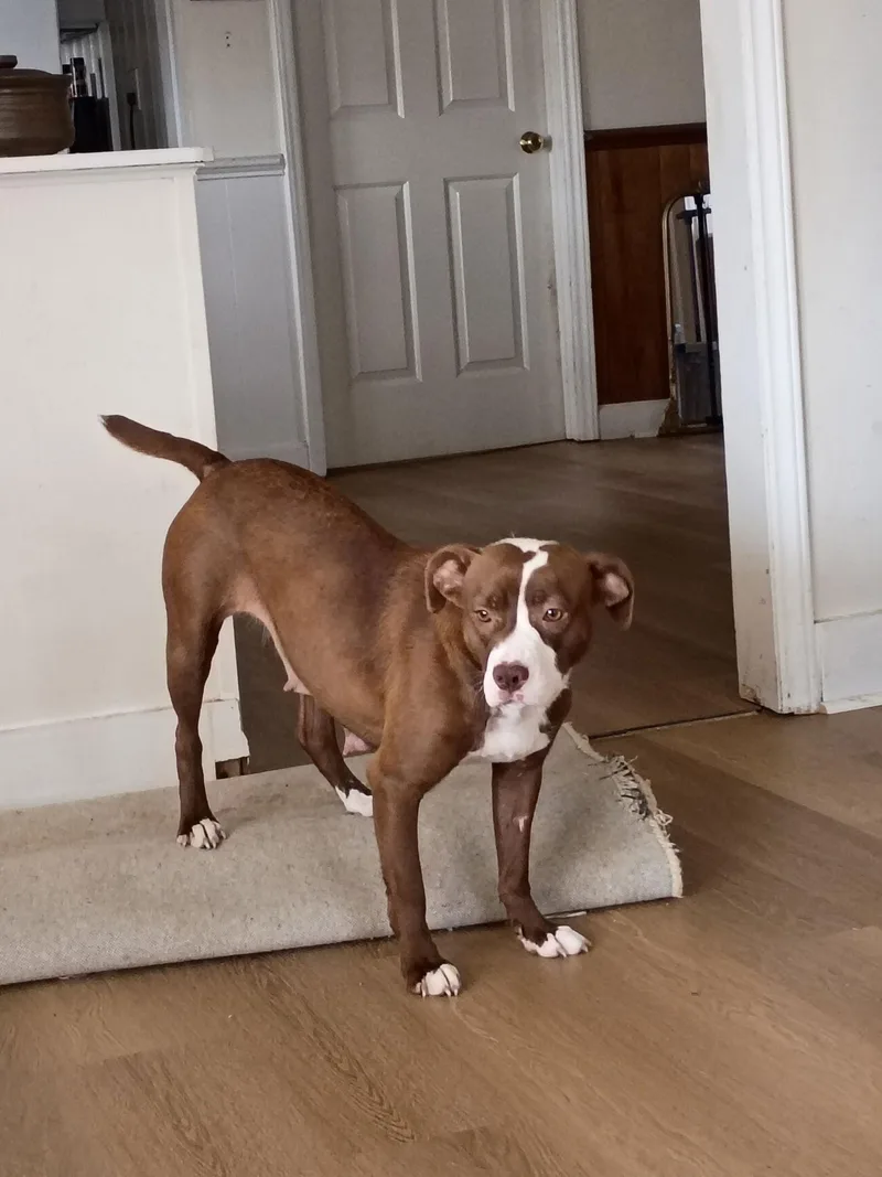 Cappuchino thumbnail 2