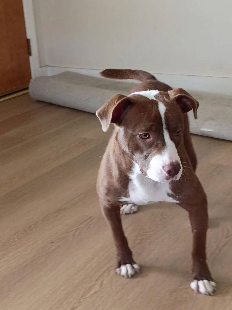 Cappuchino thumbnail 3