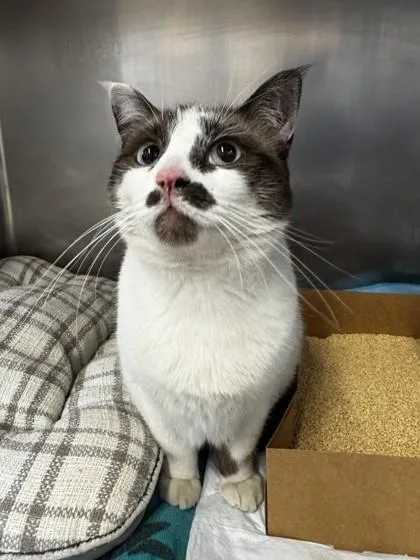 An adult small-sized female Domestic Medium Hair cat named The Matchmaker for adoption in Roseville, CA