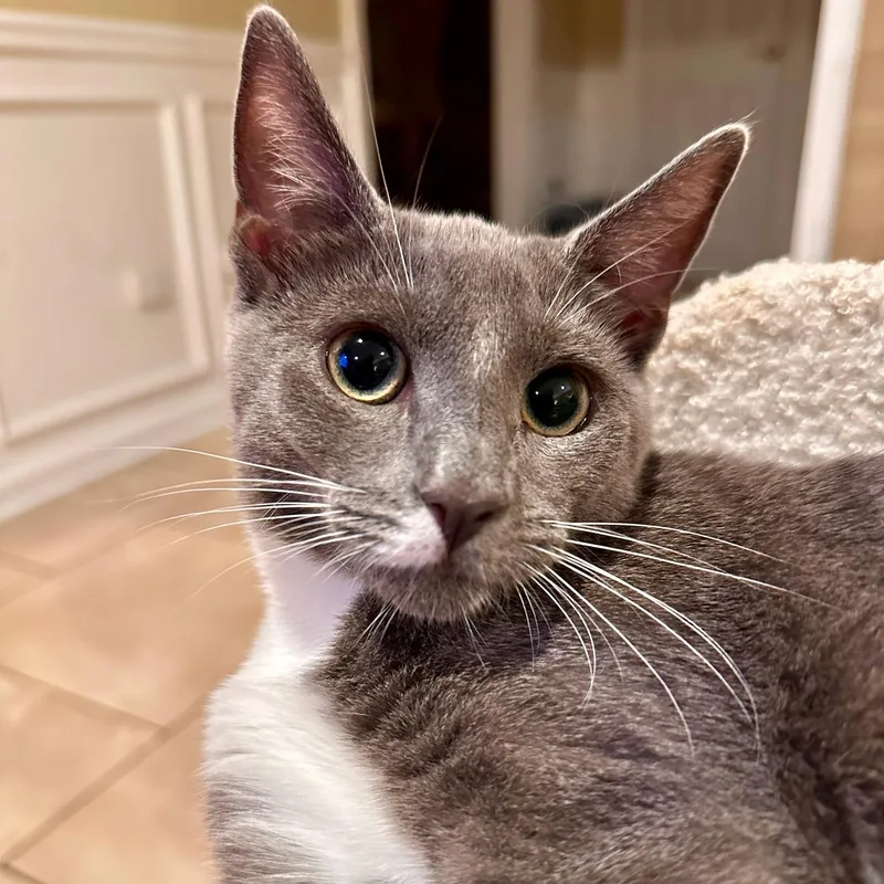 Delilah