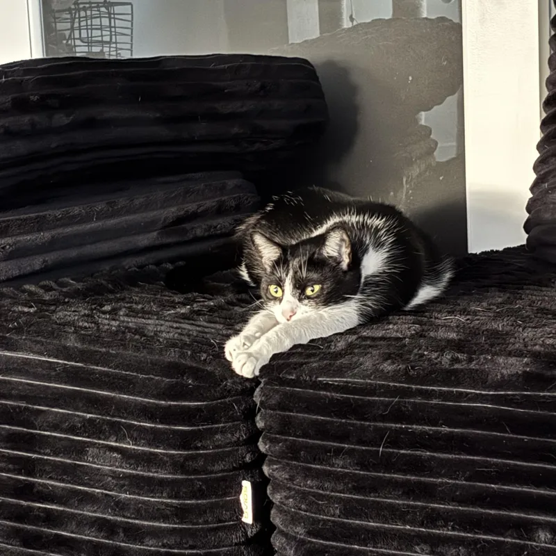 A young medium-sized female Black & White / Tuxedo Domestic Short Hair cat named Ranni for adoption in Fairfax, VA