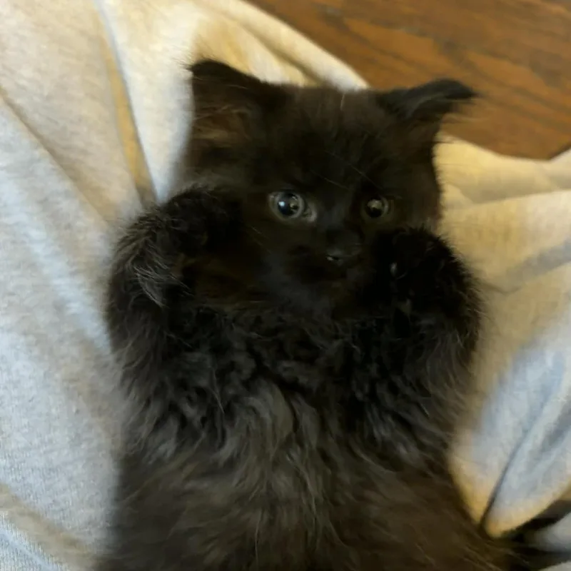 A baby small-sized male Black Domestic Short Hair cat named Jasper for adoption in Elyria, OH