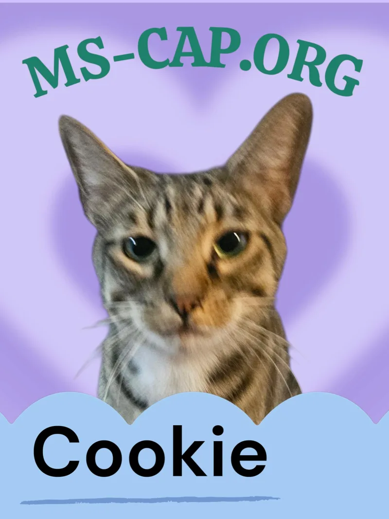 Sugar Cookie