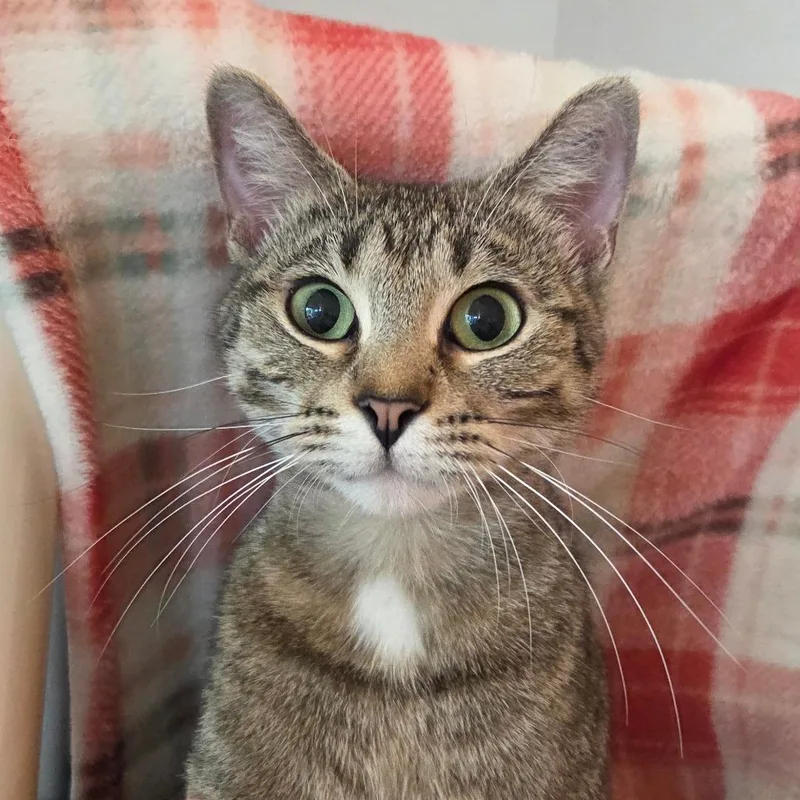 An adult medium-sized female Gray / Blue / Silver Domestic Short Hair cat named Dava for adoption in Bentonville, AR