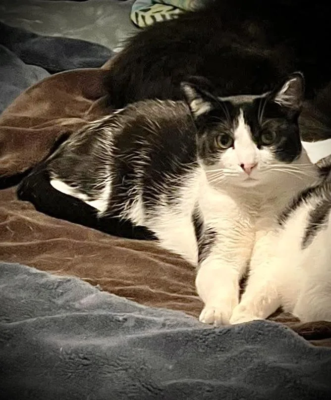 A young medium-sized male Tabby (Brown / Chocolate) Domestic Short Hair cat named Squirt & Sunnie for adoption in Buffalo, NY