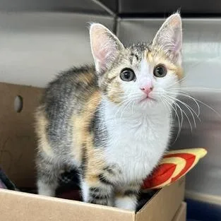 A baby small-sized female Calico Domestic Short Hair cat named Greenbean for adoption in Novelty, OH