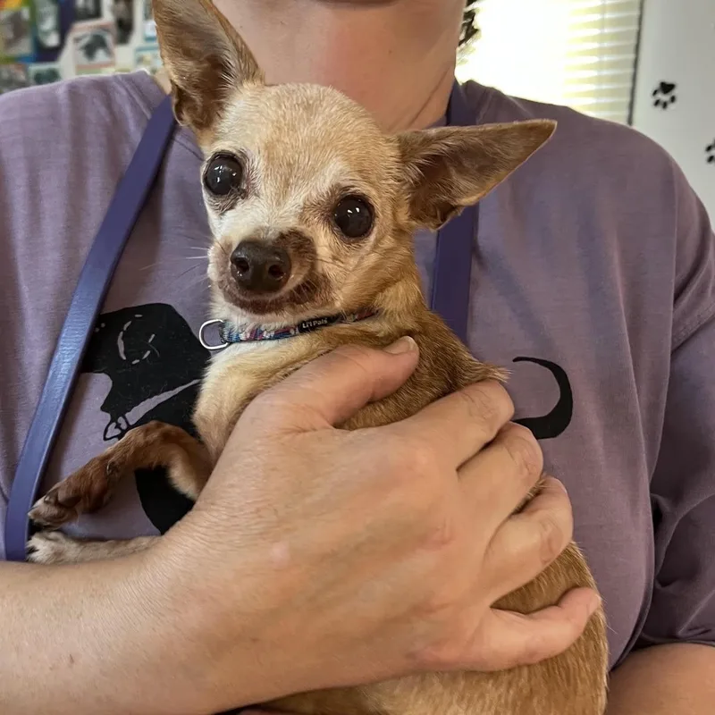 A senior small-sized male Yellow / Tan / Blond / Fawn Chihuahua dog named Rebel and Dinky for adoption in Washington, PA