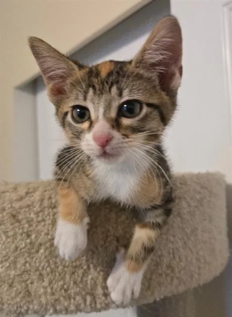 A baby small-sized female Domestic Short Hair cat named Joan Jett for adoption in West Valley City, UT