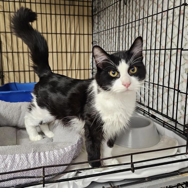 An adult medium-sized male Black & White / Tuxedo Domestic Medium Hair cat named Panda for adoption in Searcy, AR
