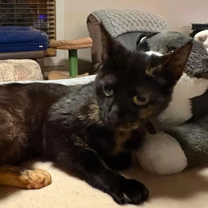 A young medium-sized female Tortoiseshell Domestic Short Hair cat named Poppy Garden FIV for adoption in Eaton Rapids, MI