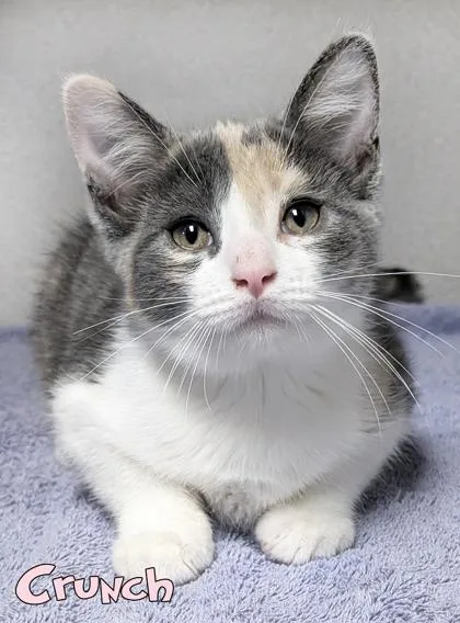 A baby small-sized female Domestic Short Hair cat named Crunch for adoption in Mason, MI