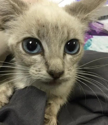 A baby small-sized female Domestic Short Hair cat named Gamora for adoption in Riverside, CA