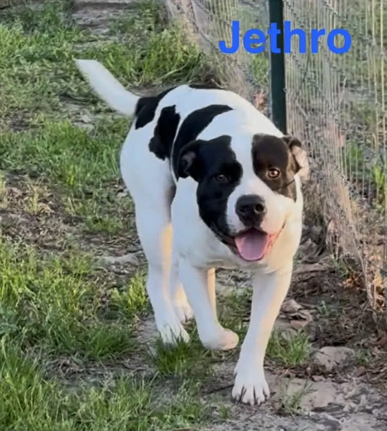Jethro thumbnail 2