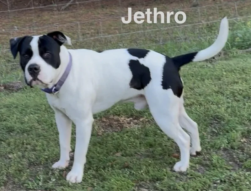 Jethro thumbnail 3