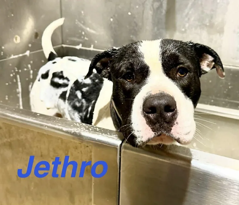 Jethro