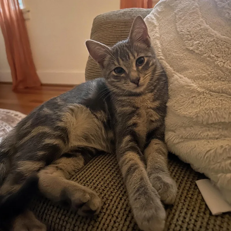 A baby small-sized male Tabby (Gray / Blue / Silver) Domestic Short Hair cat named 1999 for adoption in Richmond, VA