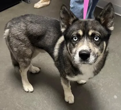 An adult medium-sized male Siberian Husky dog named Parker for adoption in Fresno, CA