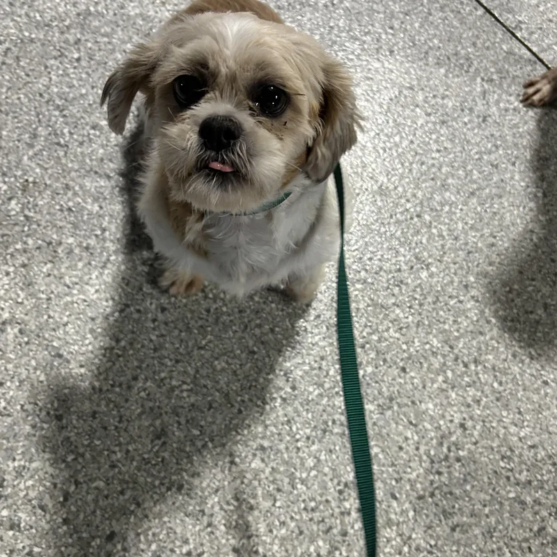 An adult small-sized female Red / Chestnut / Orange Shih Tzu dog named Happy Sue. for adoption in Antwerp, OH
