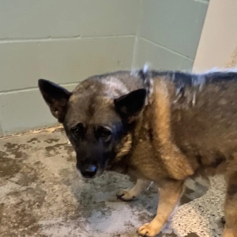 An adult medium-sized female Yellow / Tan / Blond / Fawn Norwegian Elkhound dog named Sigrid for adoption in LOXAHATCHEE, FL