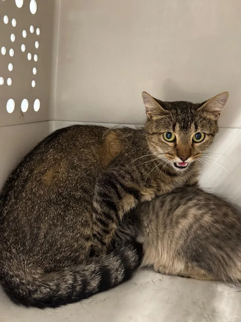 A young medium-sized female Domestic Short Hair cat named Spire for adoption in Bloomington, IN