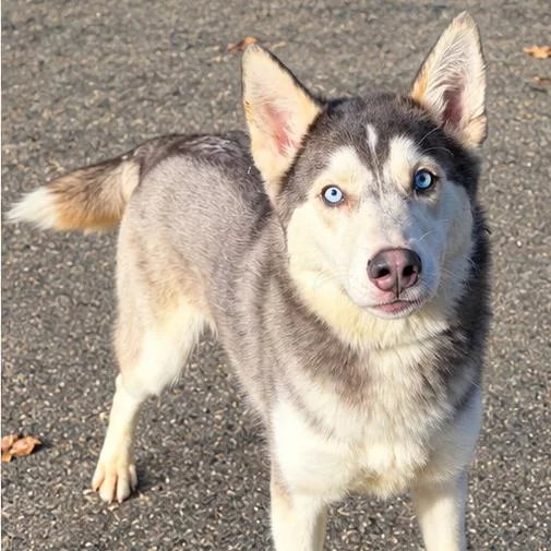 A young medium-sized male Husky dog named Twizzler for adoption in Concord, NC
