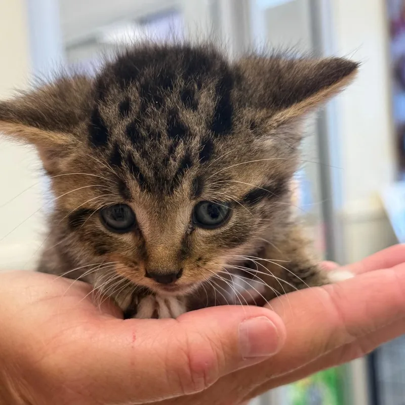 A baby small-sized male Gray / Blue / Silver Domestic Short Hair cat named Sinatra for adoption in Madisonville, TN