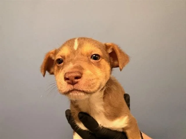 A baby small-sized male Chihuahua dog named Tiger for adoption in Tustin, CA