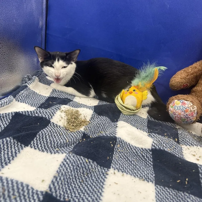 A baby small-sized male Black Domestic Short Hair cat named Do'lee for adoption in Gonzales, LA