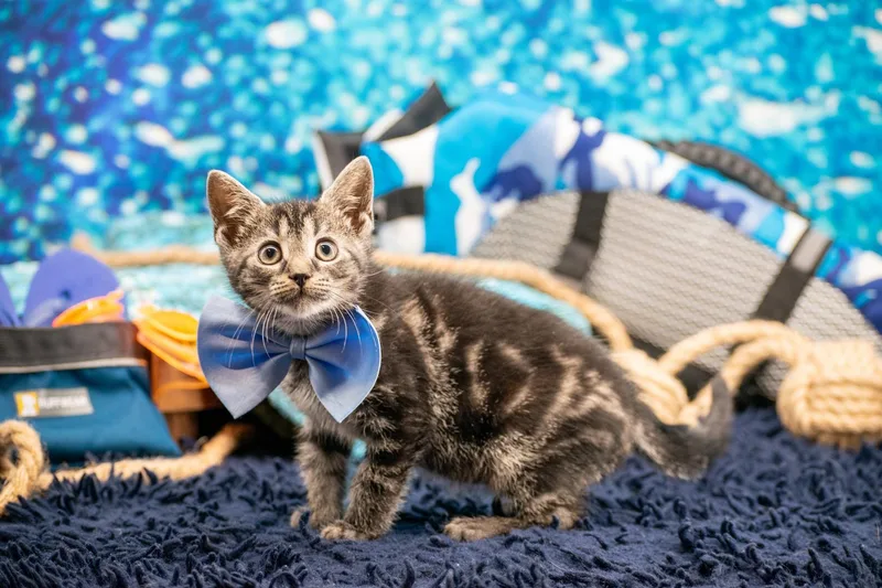 A baby small-sized male Tabby (Gray / Blue / Silver) Domestic Short Hair cat named Pontoon for adoption in Sevierville, TN