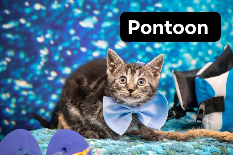 Pontoon thumbnail 2