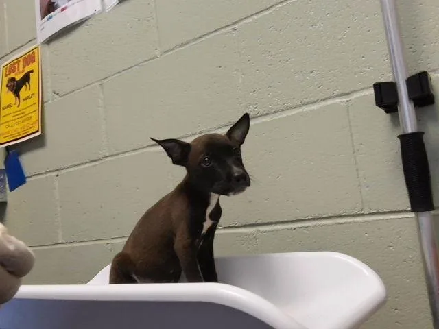 A baby small-sized female Pit Bull Terrier dog named Noodle for adoption in Tulsa, OK