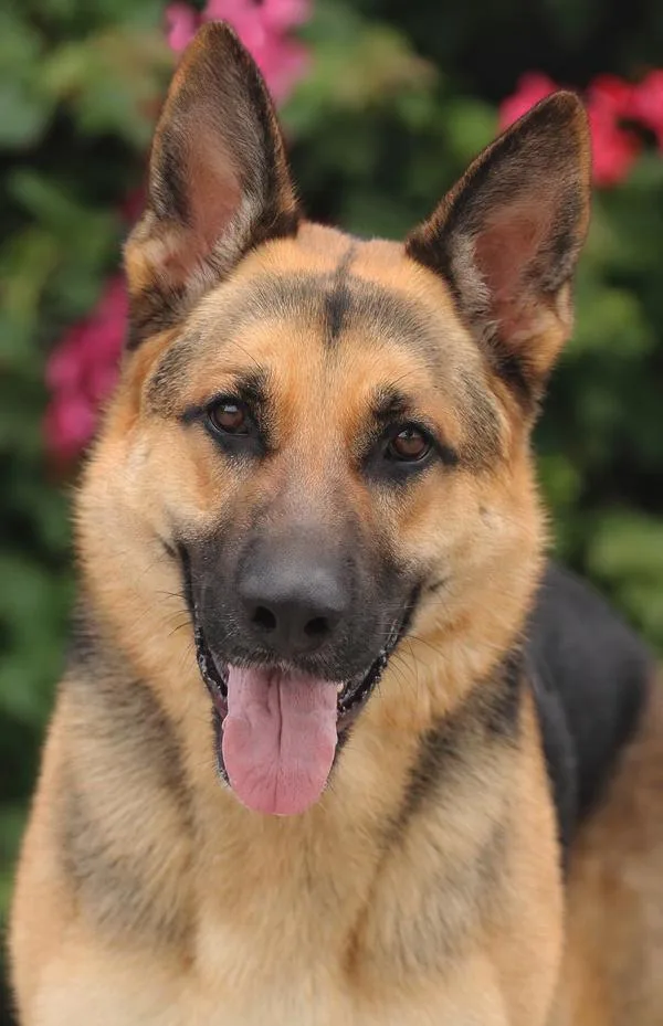 A young large-sized male Black German Shepherd Dog dog named Marcus Von Messi for adoption in Los Angeles, CA