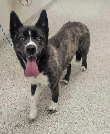 An adult large-sized female Black Mixed Breed dog named Sashimi for adoption in Kansas City, MO