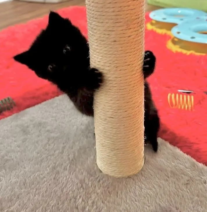 A baby small-sized male Black Domestic Short Hair cat named Sparky for adoption in Chalfont, PA