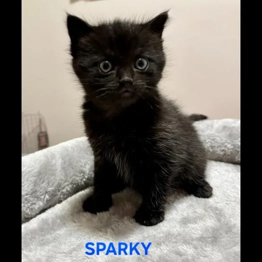 Sparky thumbnail 2